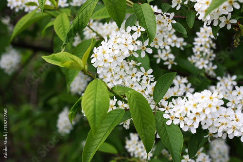 Branch of bird cherry .