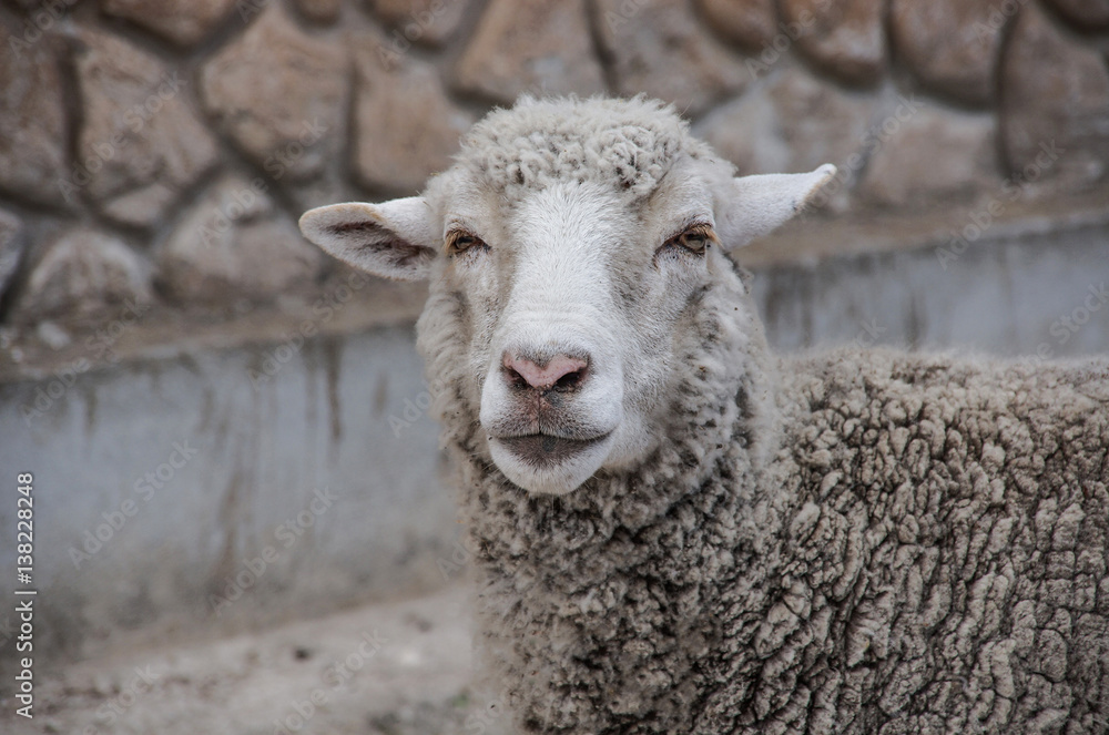 white sheep on stone wall background white sheep on stone wall background