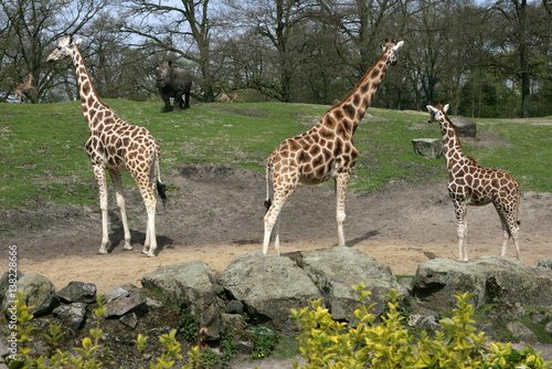 Giraffes Zoo at Nothern Zoo Emmen Netherlands. Noorderdierenpark. Savanne. savannah