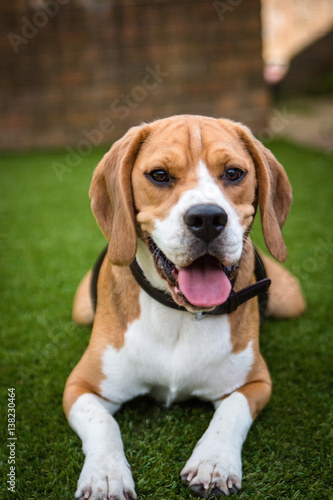 beagle laying down on the grass