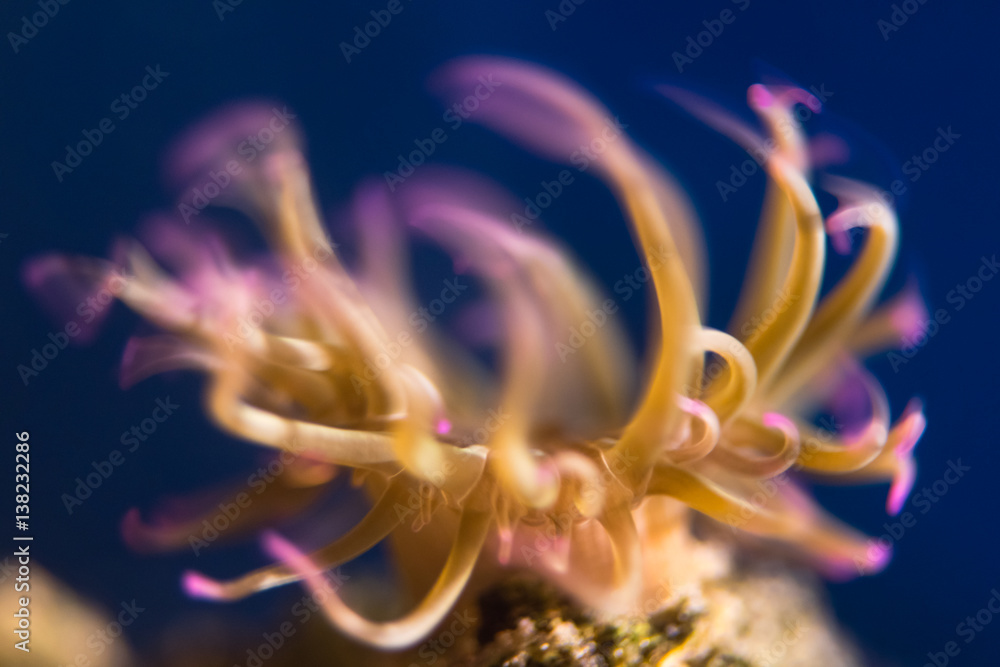 Snakelocks anemone (Anemonia viridis) tentacles swaying. Sea anemone in family Actiniidae moving in current. Tentacles are venomous and contain symbiotic algae Snakelocks anemone (Anemonia viridis) tentacles swaying. Sea anemone in family Actiniidae moving in current. Tentacles are venomous and contain symbiotic algae
