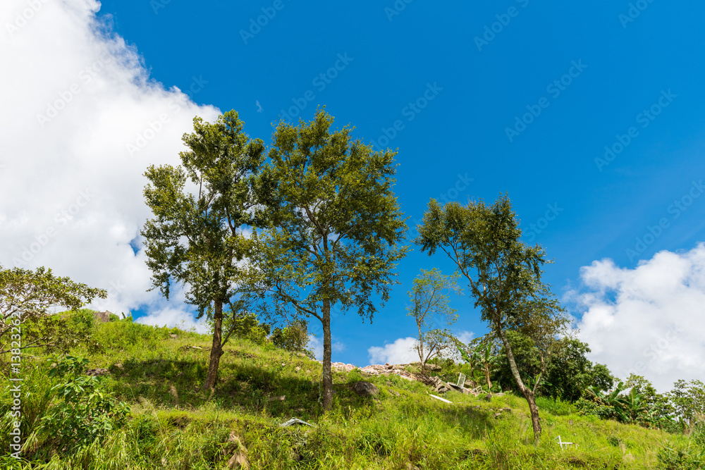 tree with blue sky on the mountain