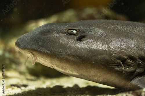 Brownbanded bamboo shark (Chiloscyllium punctatum) head. Adult fish aka cat shark, in the family Hemiscylliidae, showing eye and barbels