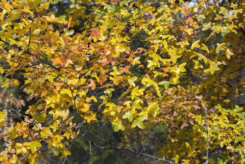 Foliage of Montpellier Maple, Acer monspessulanum, Photo taken in Guadalajara Province, Spain. photo