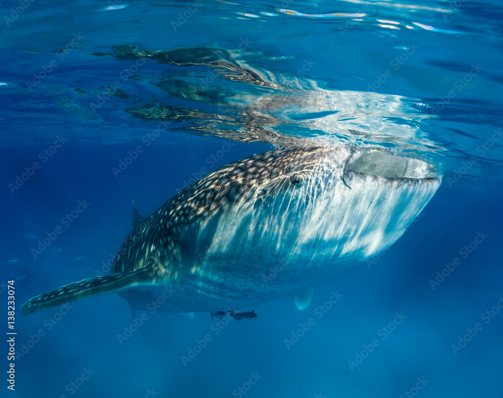 Obraz premium Om nom nom nom