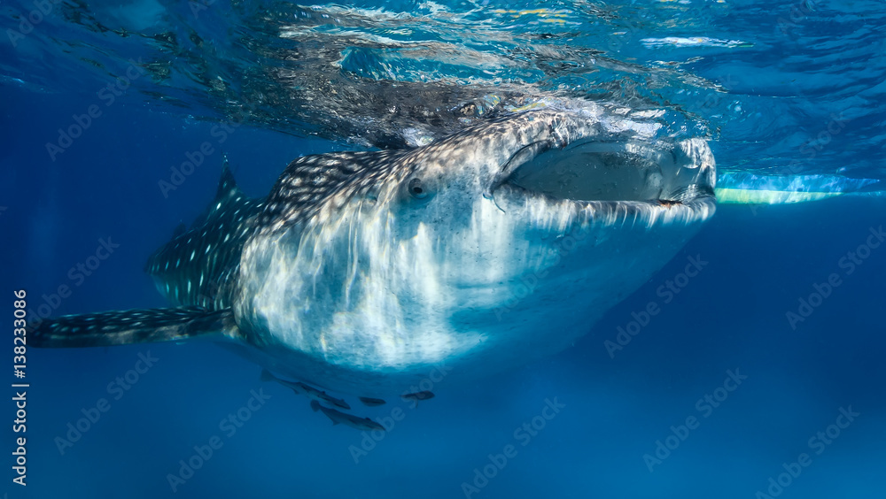 Fototapeta premium Whale Shark, mouth open feeding at the surface