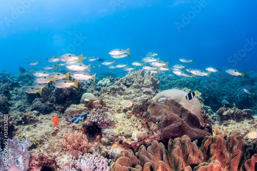 Tropical fish swimming over a colorful coral reef