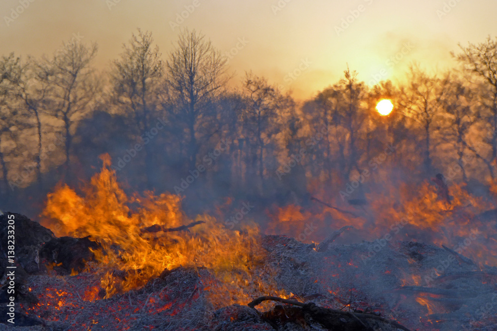 Naklejka premium Feuer vor Baumsilhouetten bei Sonnenuntergang