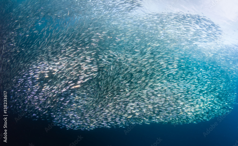 sardine school