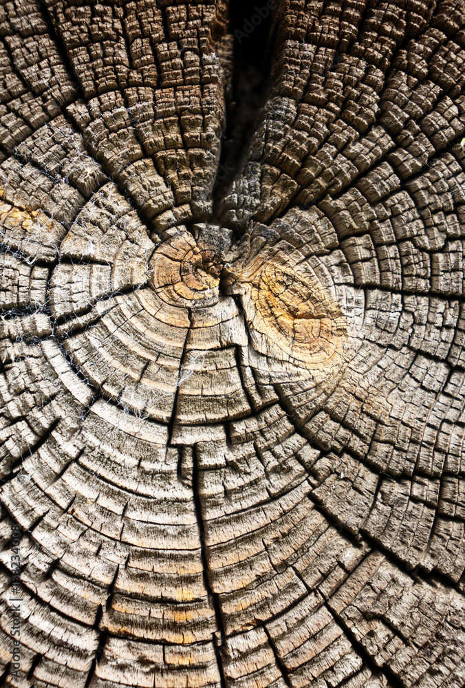 Fototapeta premium Wood texture, macro background