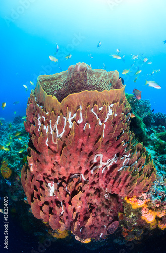 Tropical fish swarm around a large barrel sponge on a coral reef