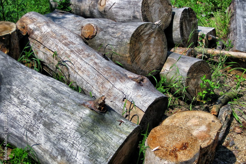 Fototapeta premium Stack of raw wood logs - firewood.