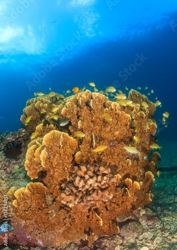 Hard corals and Anthias