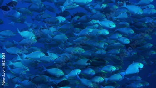  School of elongate surgeonfish (Acanthurus mata), Indonesia photo