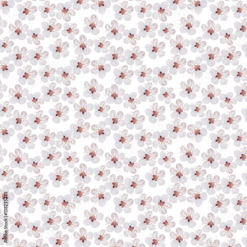 spring flowers  apricot on branches
