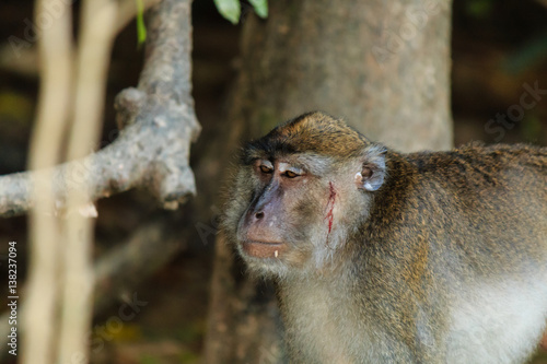 Photography An injured, bleeding long tailed macaque in the rainforest of Borneo
