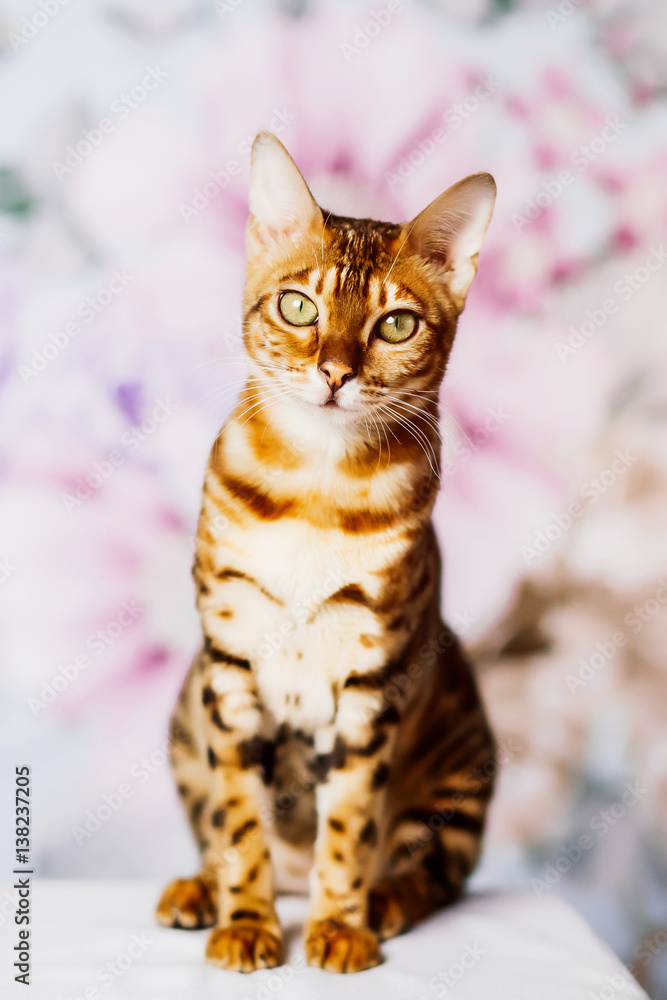 beutiful young bengal cat brown spotted