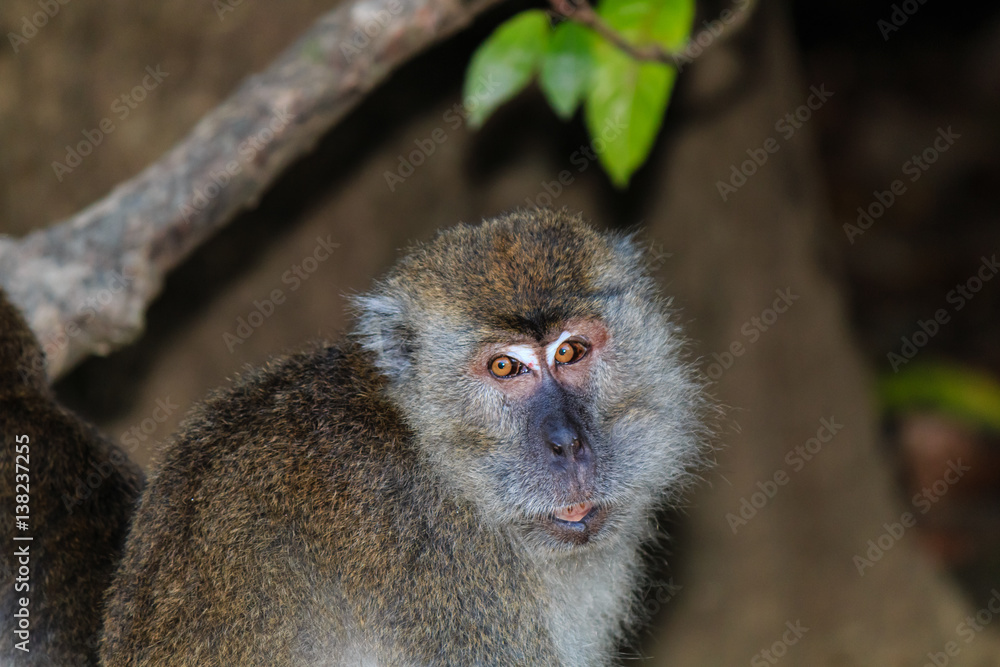 Naklejka premium A female macaque grooms a male monkey in the rainforest of Borneo
