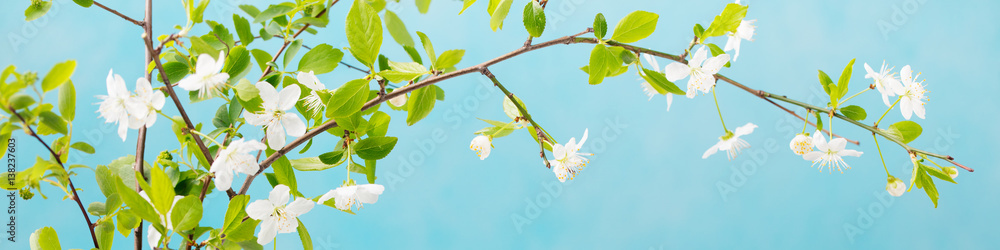 Cherry branch with fresh young leaves and flowers. Grey stone background. Copy space