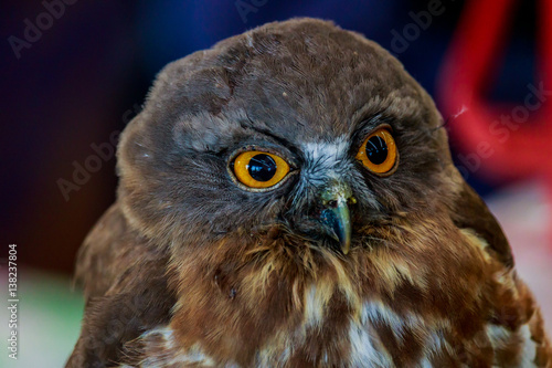 Big eagle owl bird head in closeup