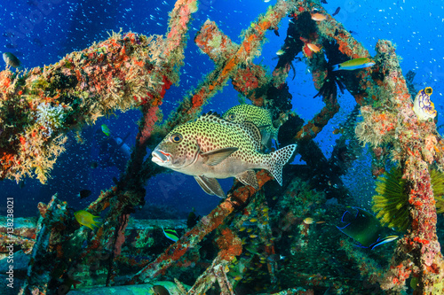 Tropical fish and SCUBA divers on an underwater shipwreck