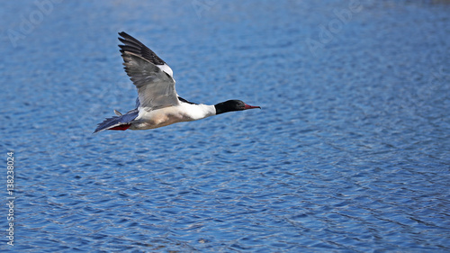 Side view of a common merganser, Mergus merganser, in flight with wings up against a blue lake background
