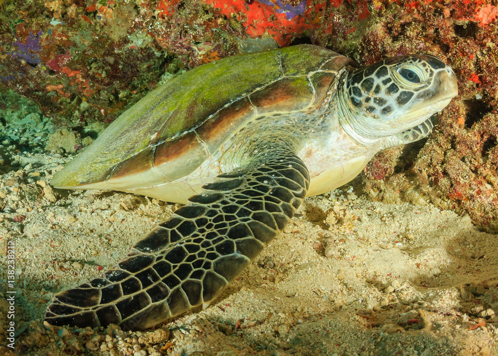 Fototapeta premium Green Turtle resting on a small underwater lege