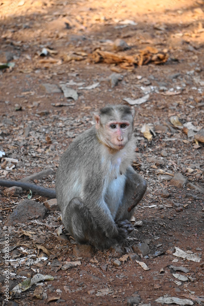 Naklejka premium Rhesusaffe