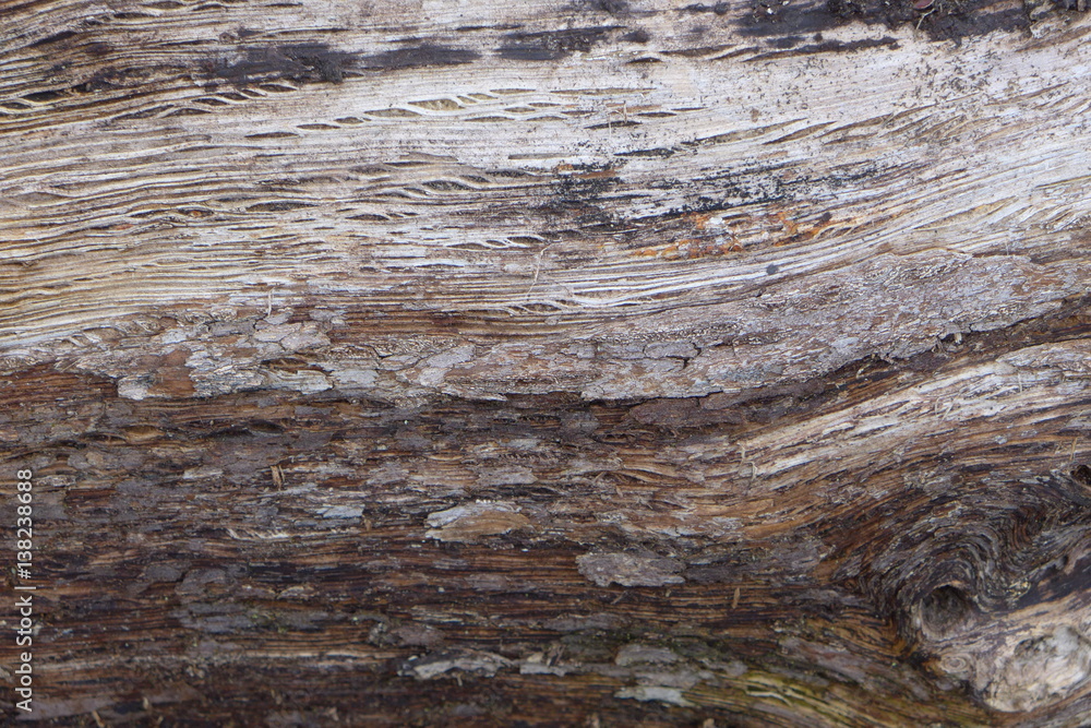Tronc d'un vieil arbre Tronc d'un vieil arbre
