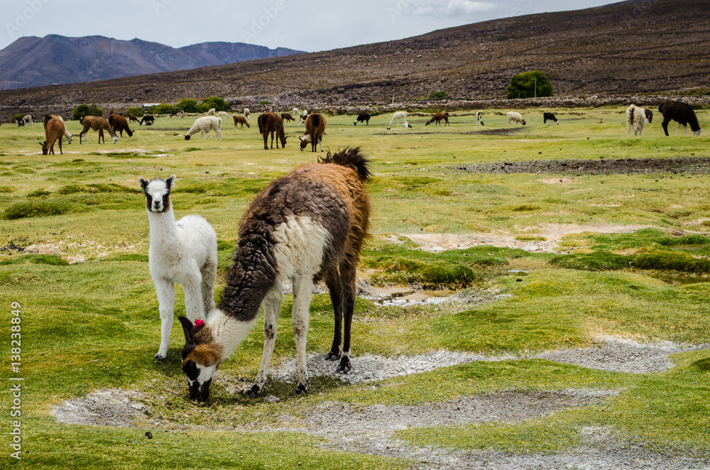 Naklejka premium Salar de Uyuni, Salt Flats Uyuni