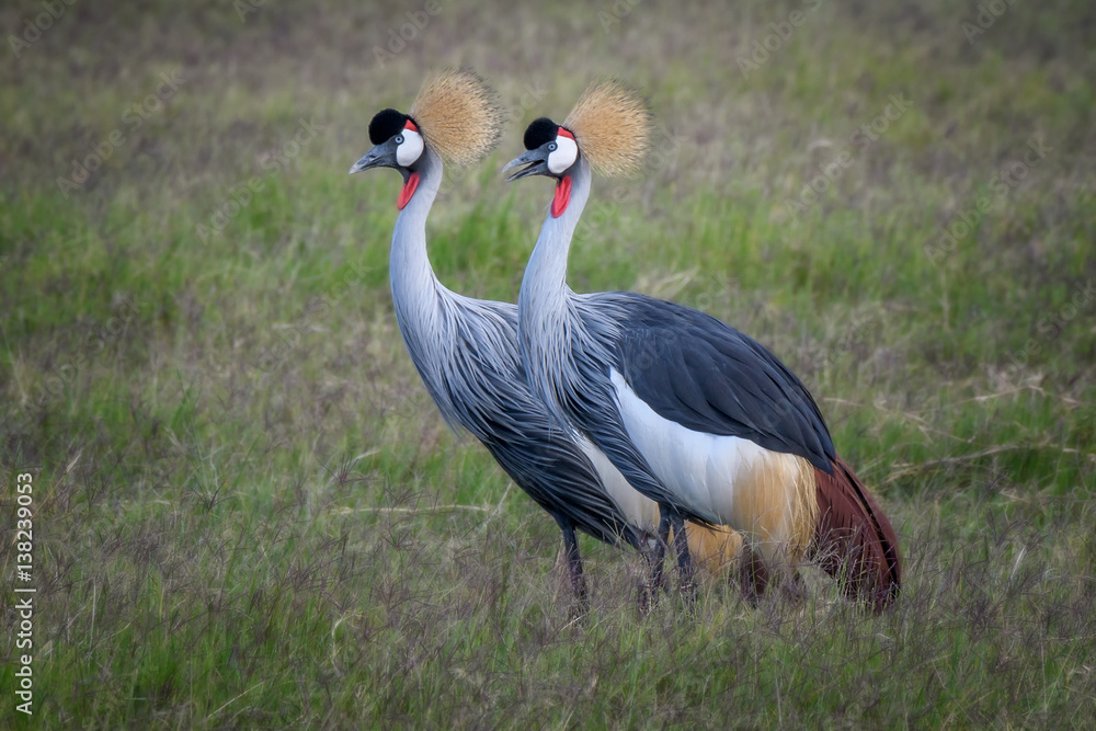 Obraz premium A pair of Grey crowned cranes (Balearica regulorum) at Amboselti National Park, Kenya, East Africa