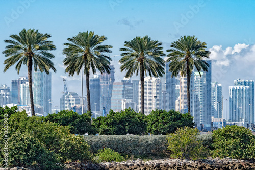Florida Miami palm downtown panorama landscape photo