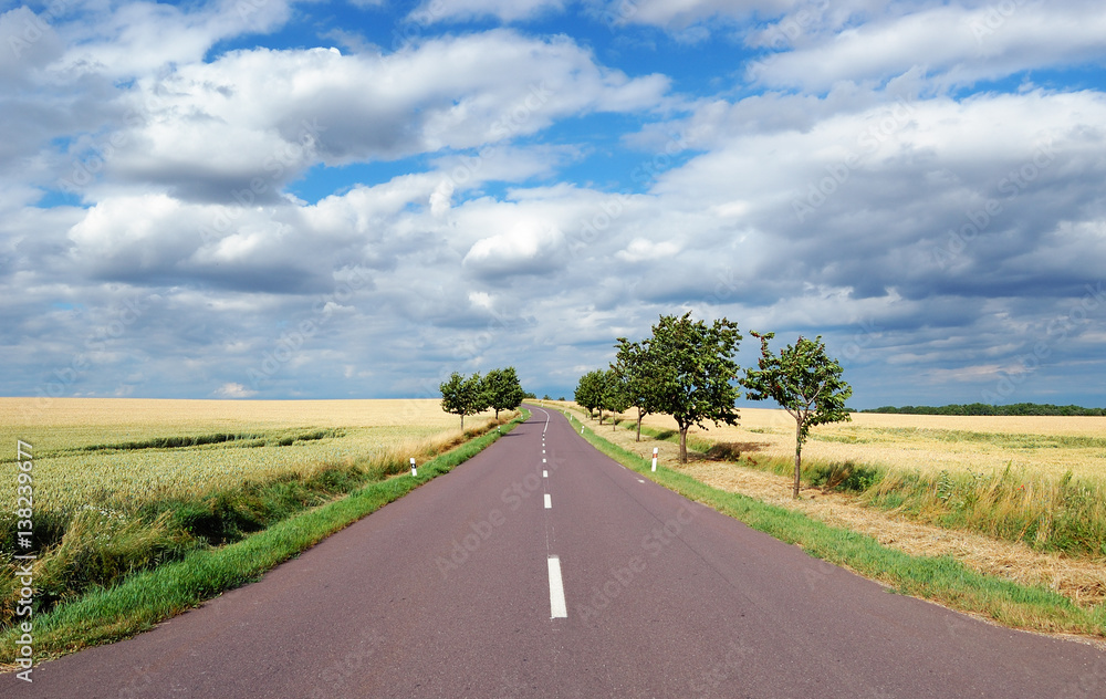 Fototapeta premium Empty countryside road with cherry-trees on sides at summer day