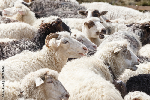 Sheep in nature. Many flock of sheep in mountains