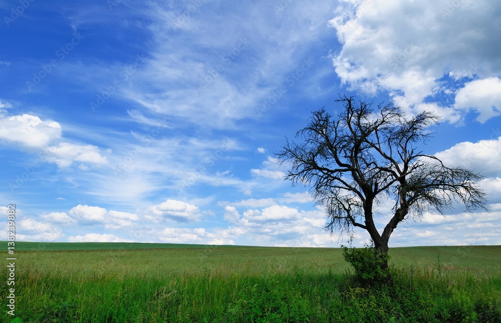 Summer landscape with branchy dead tree in the green meadow against a picturesque cloudy sky on a perfect sunny day
Summer landscape with branchy dead tree in the green meadow against a picturesque cloudy sky on a perfect sunny day