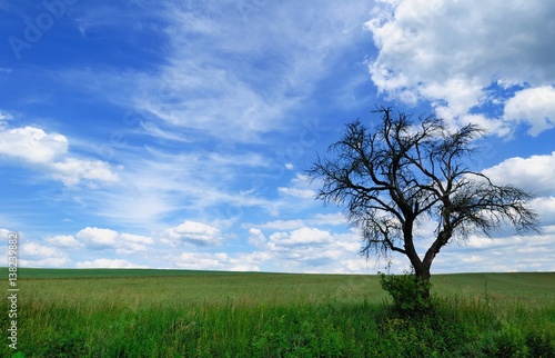 Summer landscape with branchy dead tree in the green meadow against a picturesque cloudy sky on a perfect sunny day 