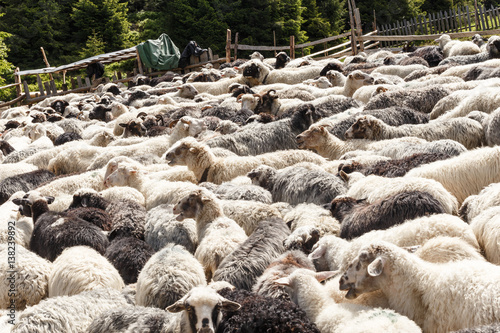 Photos Sheep in nature. Many flock of sheep in mountains
