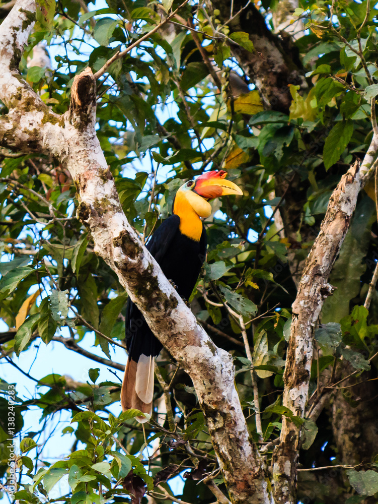 Pair of Hornbills in a tropical rainforest Pair of Hornbills in a tropical rainforest