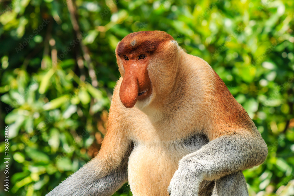Naklejka premium Male Proboscis Monkey