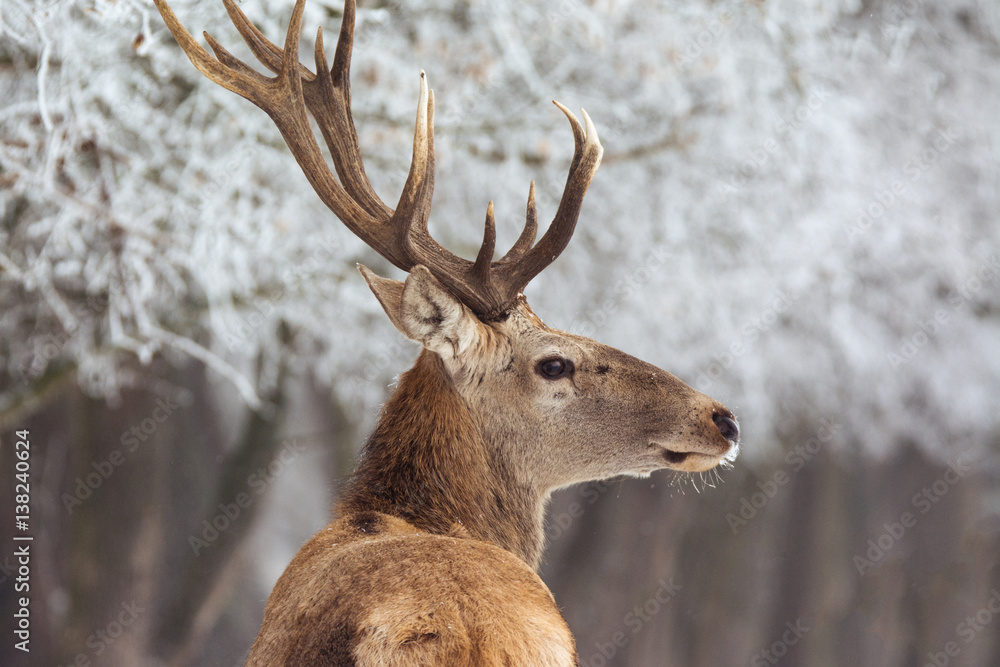 Red deer in winter Red deer in winter