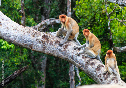 Fototapeta Naklejka Na Ścianę i Meble -  Family of Proboscis Monkeys in a tree