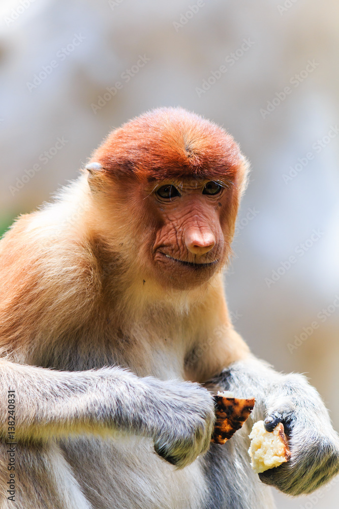 Naklejka premium Female Proboscis Monkey feeding