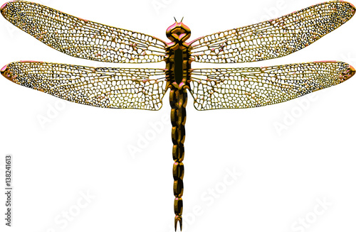 Gold dragonfly isolated in white background