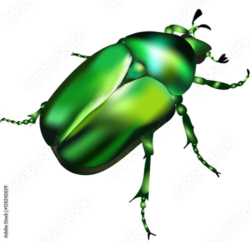 Valokuvatapetti Emerald chafer - vector illustration