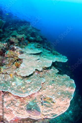 Large hard corals on a tropical coral reef wall