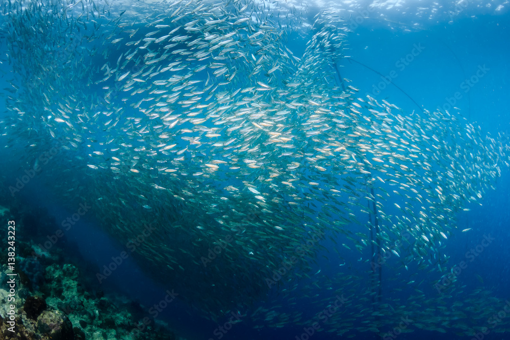 Fototapeta premium Shoal of Sardines