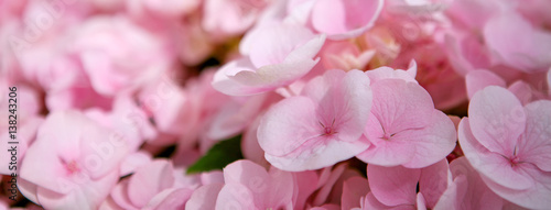 Pink flower hydrangea background close up. © Swetlana Wall