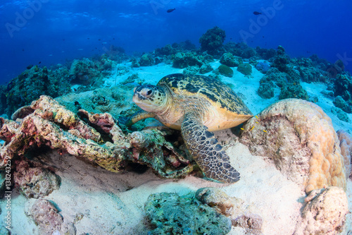 Sea Turtle on a coral reef © whitcomberd