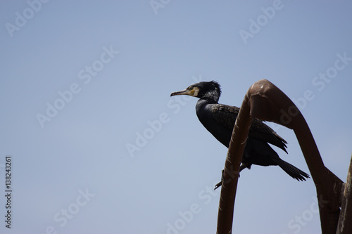 Kormoran auf altem Lichtmast