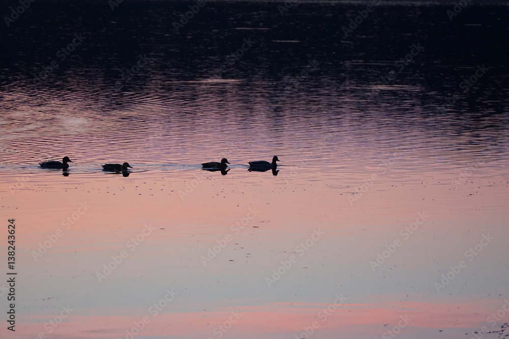 Morgenstimmung am See mit Enten Morgenstimmung am See mit Enten